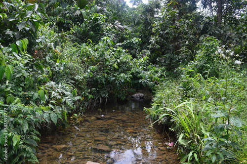 La Chakra Amazónica - Sistema Agroforestal de los indígenas de la Amazonía Ecuatoriana. photo