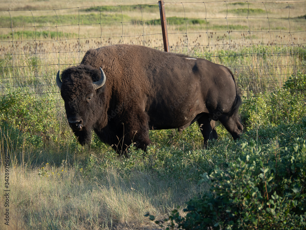 American Bison in grasslands at sunset. American Bison in grasslands at sunset.