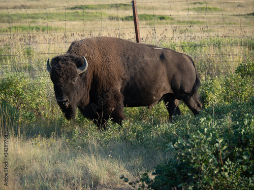 American Bison in grasslands at sunset.