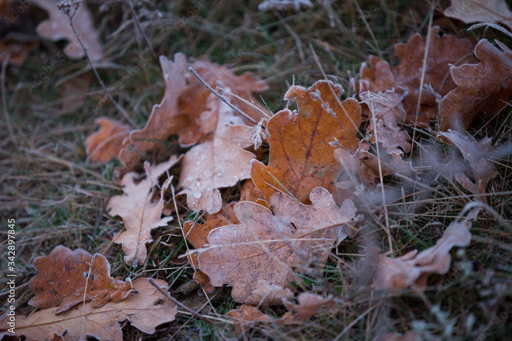fallen autumn leaves