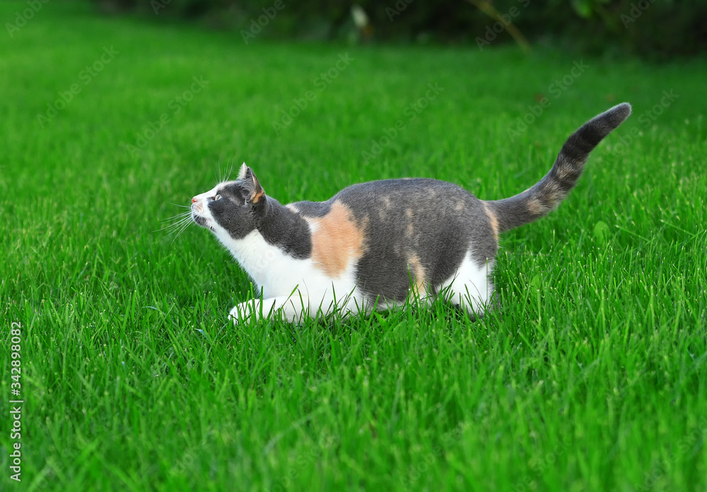 Three coloured cat playing in the bright green grass in summer outside. Three coloured cat playing in the bright green grass in summer outside.
