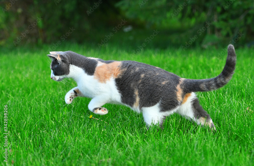 Three coloured cat playing in the bright green grass in summer outside. Three coloured cat playing in the bright green grass in summer outside.