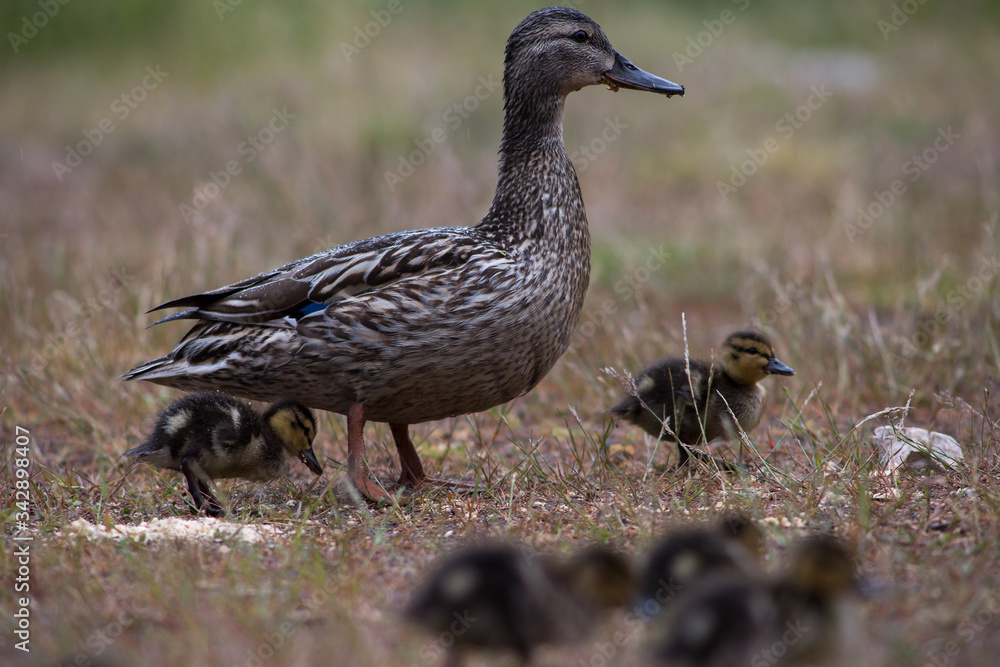Adult wild duck with little ducklings walk and feed on a grassy meadow during the rain Adult wild duck with little ducklings walk and feed on a grassy meadow during the rain