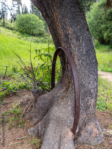 Foto Tree growing around iron hoop.
