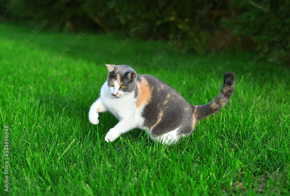 Three coloured cat playing in the bright green grass in summer outside. Three coloured cat playing in the bright green grass in summer outside.