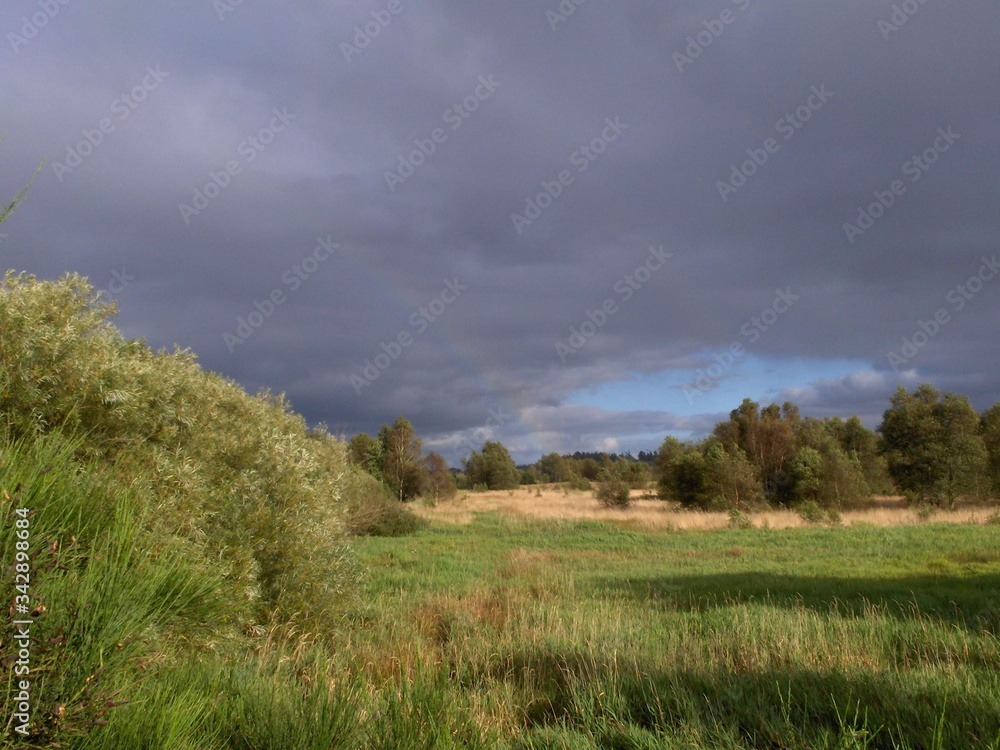 clouds over the forest