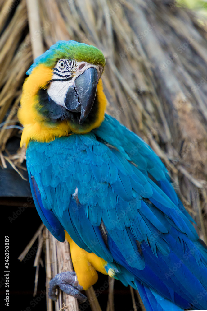 Fototapeta premium Large multi-colored parrot Ara sits on a branch on the background of the jungle