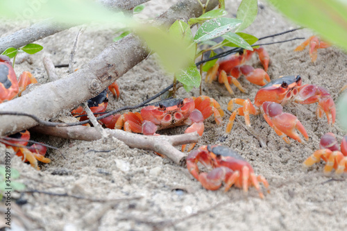 Les salines, Martinique, France, 26 aout 2013 : petits crabes Touloulou qui sont remarquables par leur couleur d'un rouge éclatant
