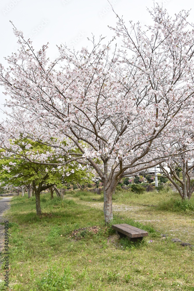 桜と新緑　鹿児島県出水市