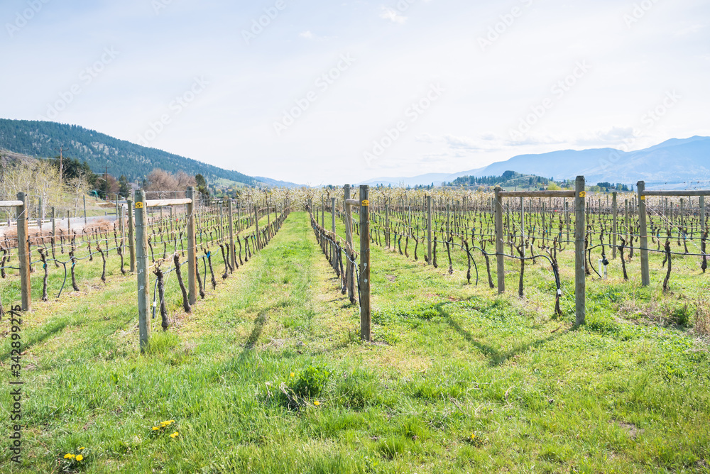 View of vineyard and green grass with mountains in background in springtime