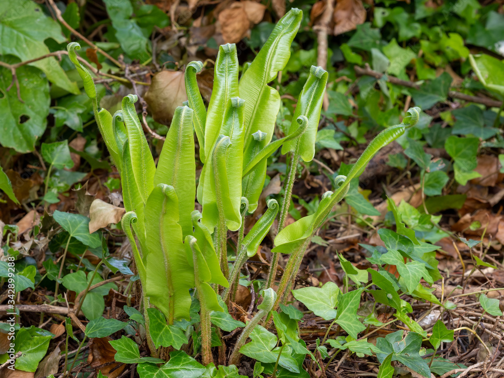 Fototapeta premium Young Hart's tongue fern unfurling in nature. Asplenium scolopendrium.