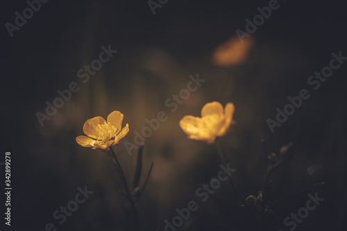 Buttercup flower in the field dark rendering