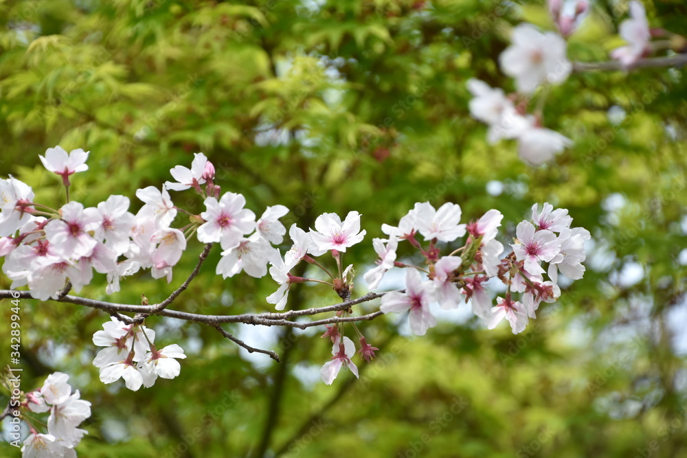 桜と新緑 鹿児島県出水市 桜と新緑 鹿児島県出水市