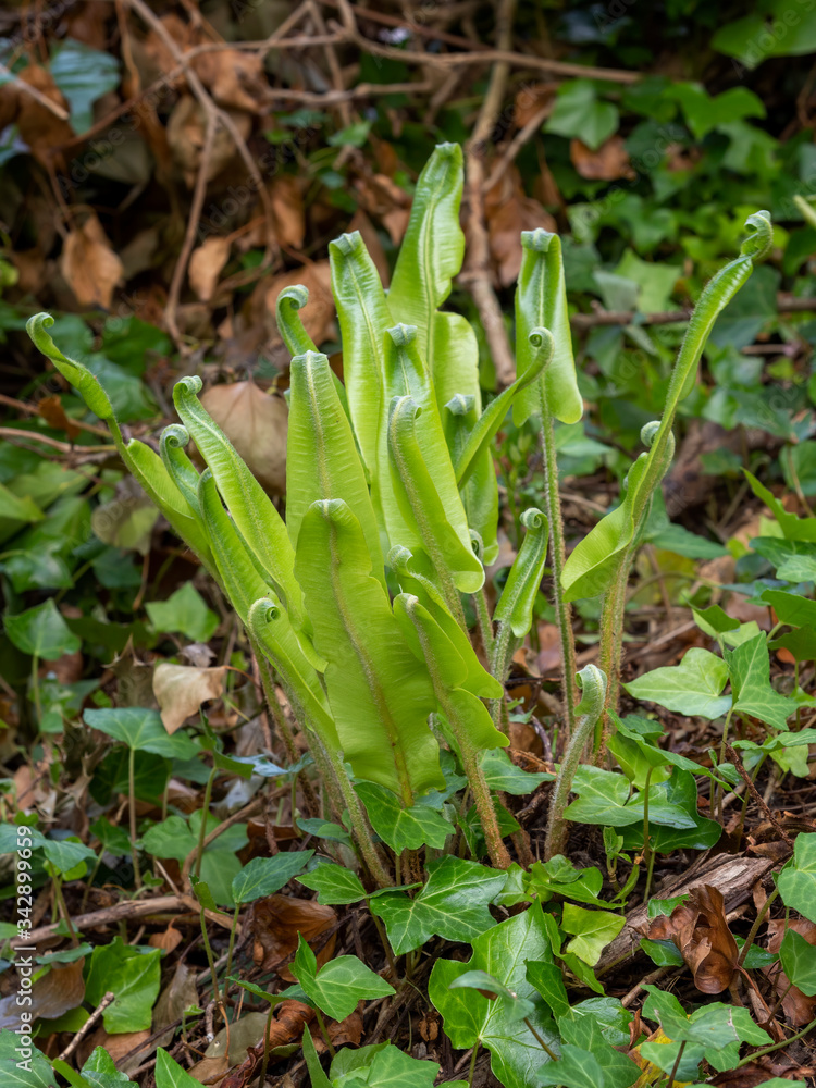 Young Hart's tongue fern unfurling in nature. Asplenium scolopendrium. Young Hart's tongue fern unfurling in nature. Asplenium scolopendrium.