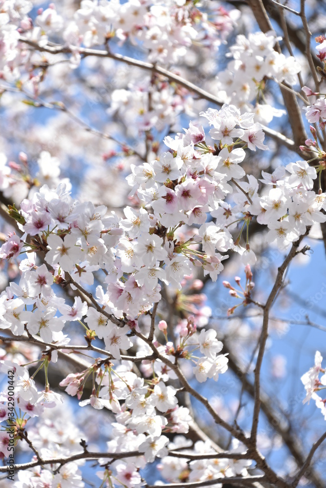 桜と新緑　鹿児島県出水市