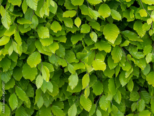 Fotografía Fresh green beech hedge, leaves in spring, closeup