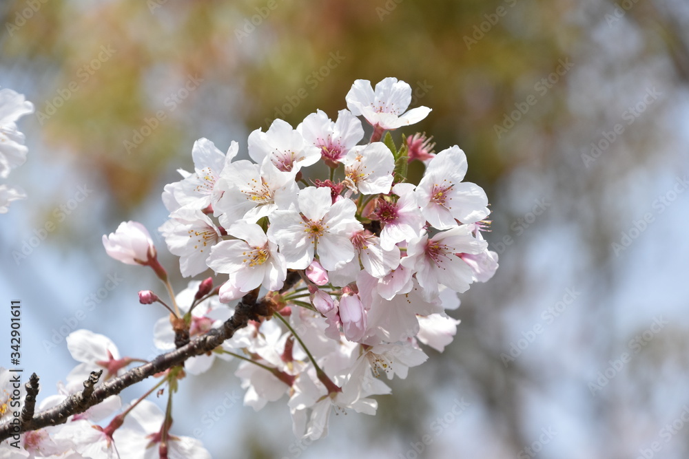 桜と新緑 鹿児島県出水市 桜と新緑 鹿児島県出水市