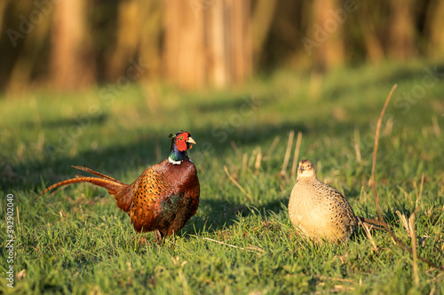 Male common pheasant (Phasianus colchicus) displaying next to females in the spring mating season. Territorial behavior. Czech nature during spring photo