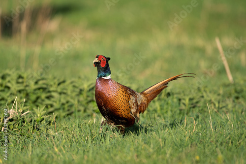 Male common pheasant (Phasianus colchicus) in spring morning light walking in meadow.  Contrast bright colors detailed close up. Czech nature during spring