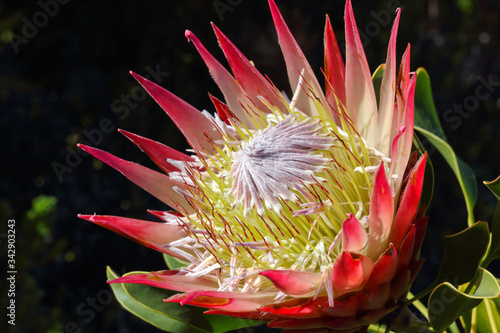 King Protea Flower Head In Full Bloom (Protea cynaroides), Betty's Bay, South Africa