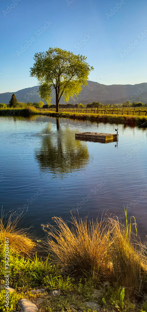 Obraz premium arbol y lago con montañas al fondo