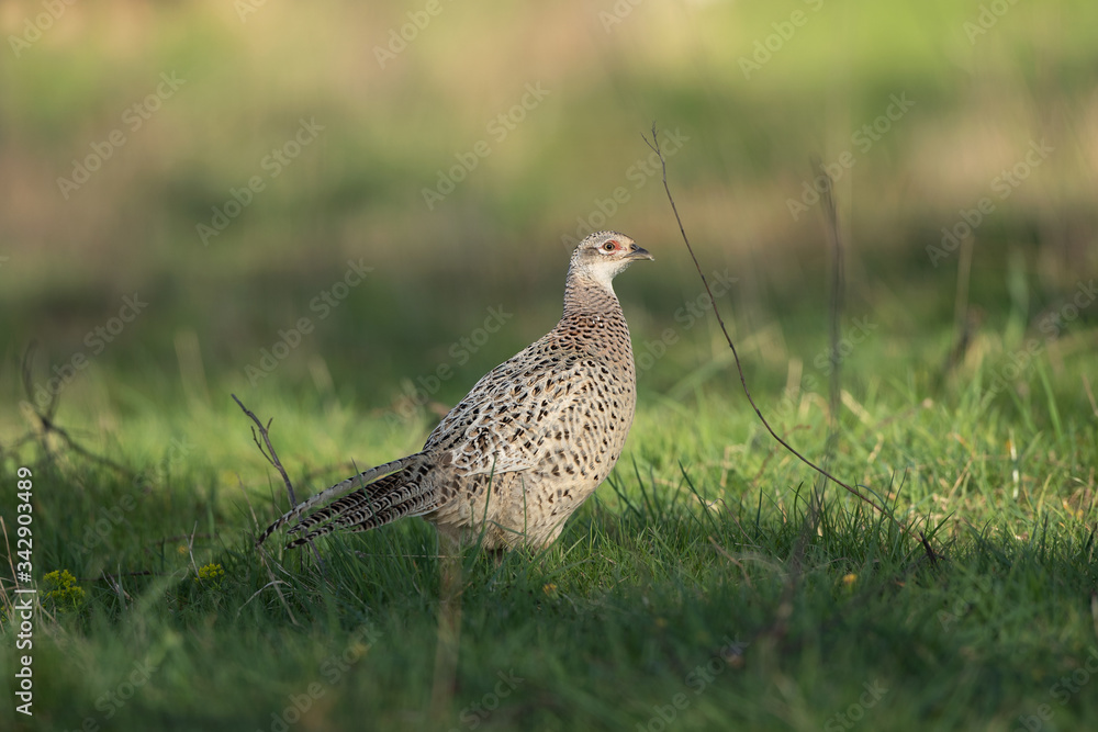 Female common pheasant (Phasianus colchicus) in spring morning light walking in a meadow. Contrast bright colors detailed close up. Czech nature during spring. Pheasant during a spring morning light
Female common pheasant (Phasianus colchicus) in spring morning light walking in a meadow. Contrast bright colors detailed close up. Czech nature during spring. Pheasant during a spring morning light