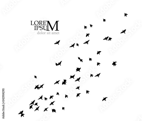 A flock of flying birds silhouette. Vector illustration © Мария Неноглядова