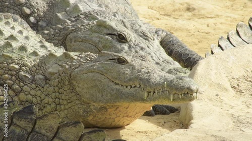 Crocodile moving head - Crocodylus niloticus photo