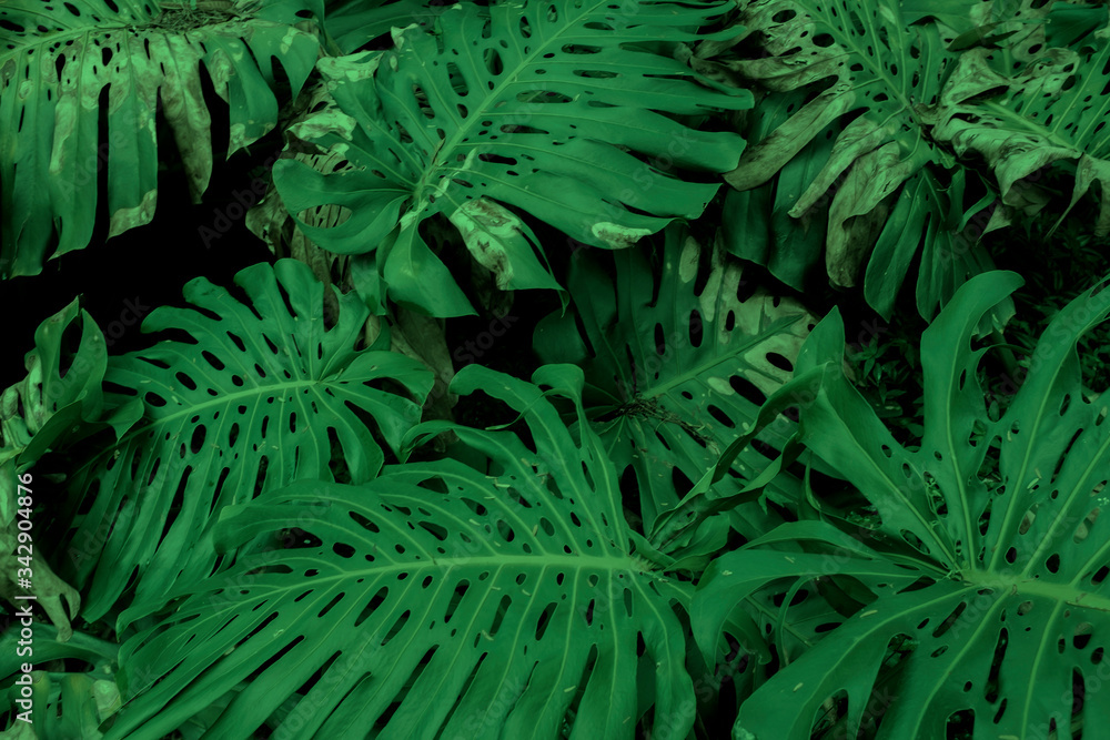 Fototapeta premium Dark green leaves of Monstera or split-leaf philodendron growing wild, evergreen vine from Colombia. Lush and vibrant tropical plant background.
