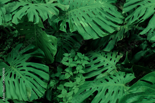 Dark green leaves of Monstera or split-leaf philodendron growing wild, evergreen vine from Colombia. Lush and vibrant tropical plant background.