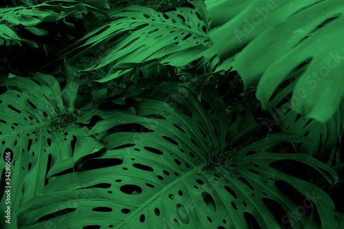 Dark green leaves of Monstera or split-leaf philodendron growing wild, evergreen vine from Colombia. Lush and vibrant tropical plant background.