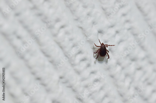 Subcutaneous tick close-up on the wall