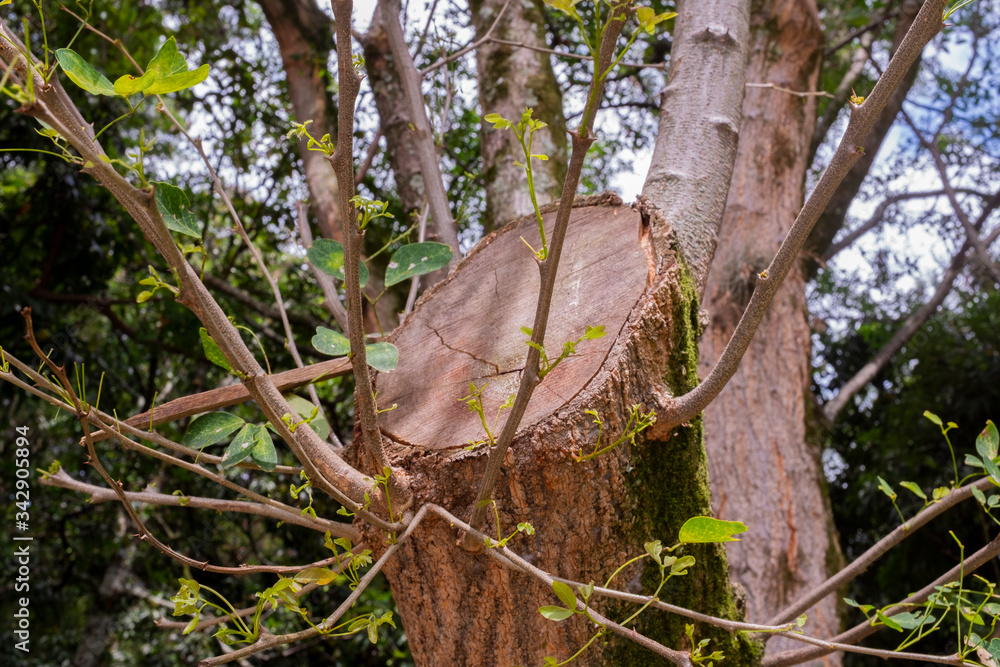 Fototapeta premium Hopeful cut tree with growing branches and leaves in sunny and natural environment, in Medellin, Colombia. Horizontal format.