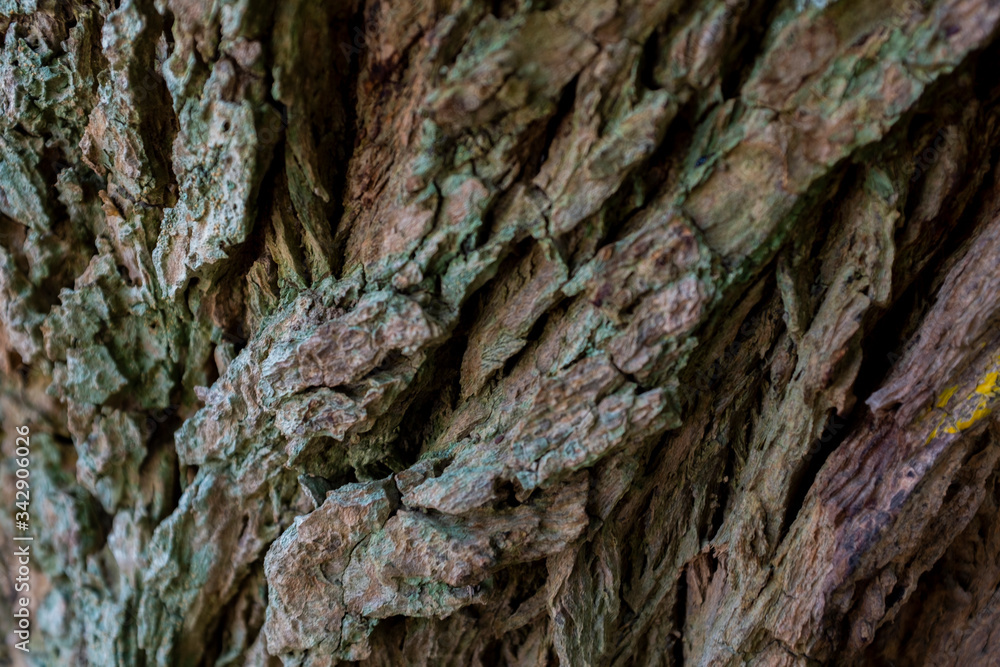 Wild and organic brown tree bark background/texture with relief, from Colombia. Horizontal format. Wild and organic brown tree bark background/texture with relief, from Colombia. Horizontal format.