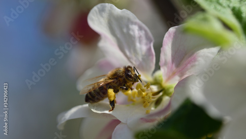 Close-up of a honey bee looking for pollen on a blossom of an apple tree in spring with pollen on its legs © leopictures