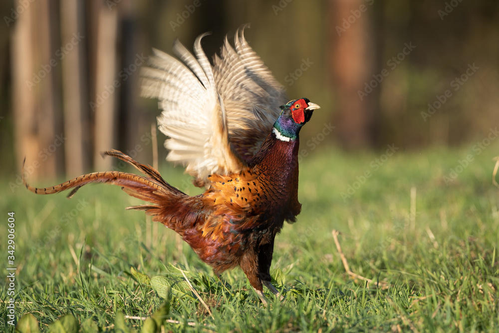 Fototapeta premium Male common pheasant (Phasianus colchicus) in spring morning light walking in meadow. Contrast bright colors detailed close up. Czech nature during spring