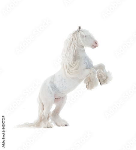 Photos Beautiful snow-white cob stallion rearing over a white