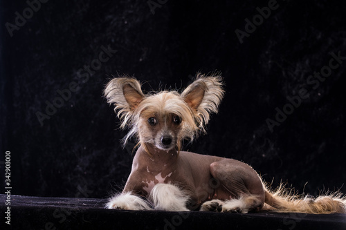 Chinese Crested Dog, girl, naked. Portrait of a puppy.