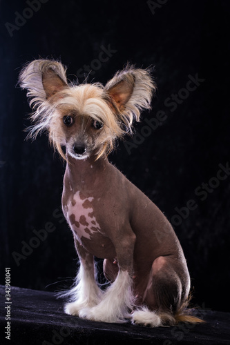 Chinese Crested Dog, girl, naked. Portrait of a puppy.