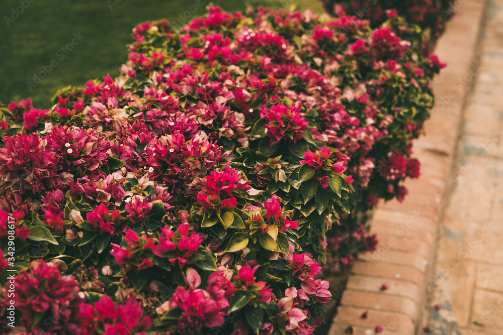 Closeup of lush bushes with pink and white flowers next to a path on a green lawn in the park. Landscaping. Green areas in the courtyard and in the hotel in parks and in private areas