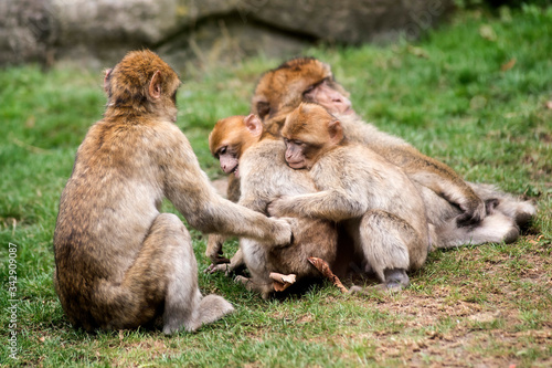 magot macaque de barbarie  © beatrix kido