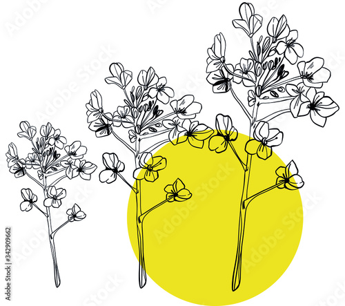 Canola flower isolated vector illustration. Colza mustard isolated hand drawn vector.