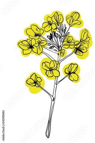 Canola flower isolated vector illustration. Colza mustard isolated hand drawn vector.