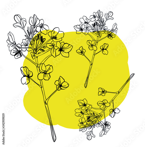 Canola flower isolated vector illustration. Colza mustard isolated hand drawn vector.