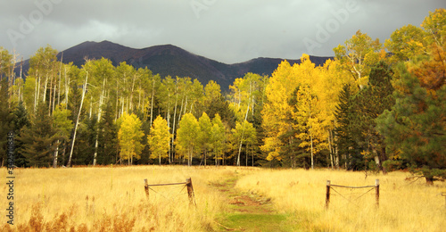 фотографія Quaking aspen, San Francisco Peaks, Arizona