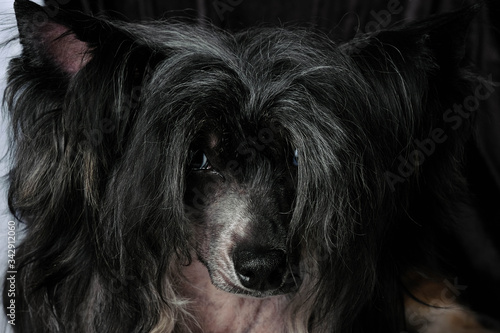 Chinese Crested Dog, male, hairless. Portrait of a puppy.