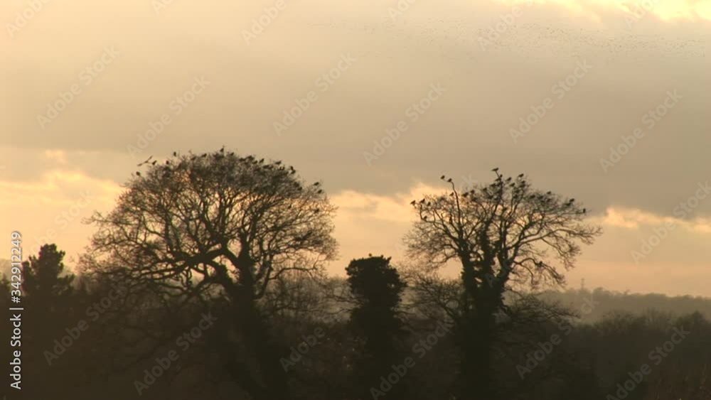 Crows flying in a field in the sunset of England UK Crows flying in a field in the sunset of England UK