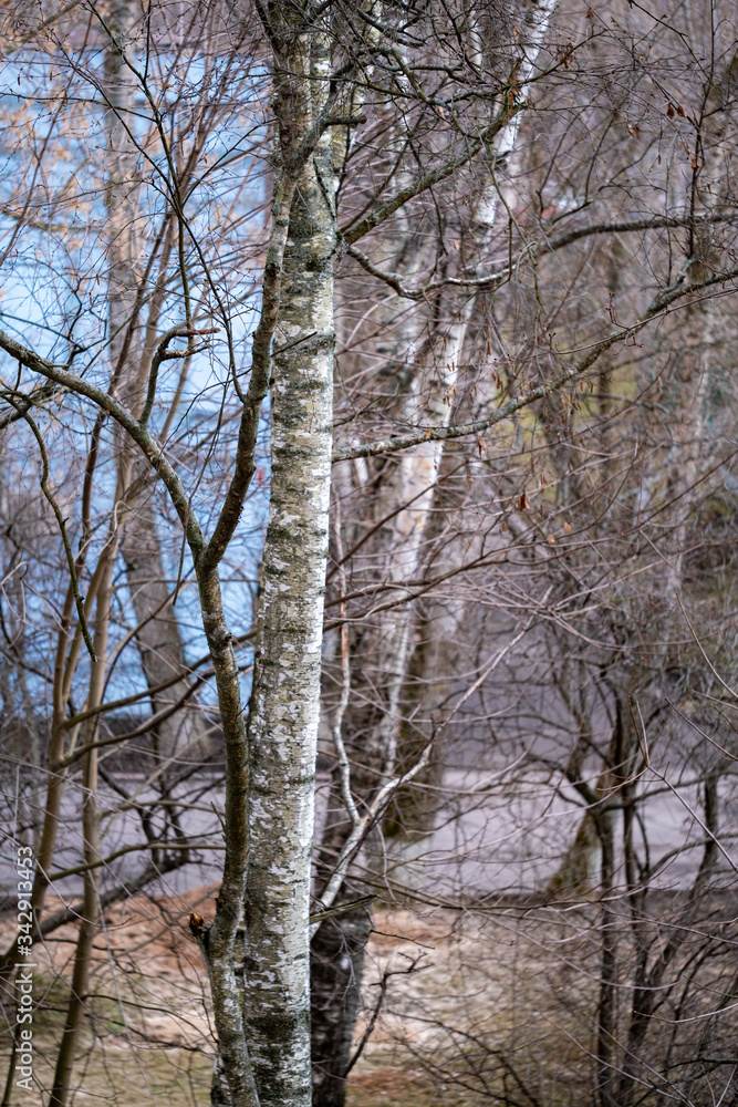 Trees, spring. View from the window during COVID-19 Trees, spring. View from the window during COVID-19