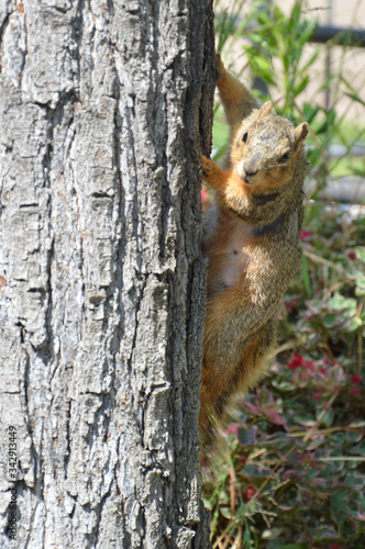 Squirrel on the tree. © Piotr