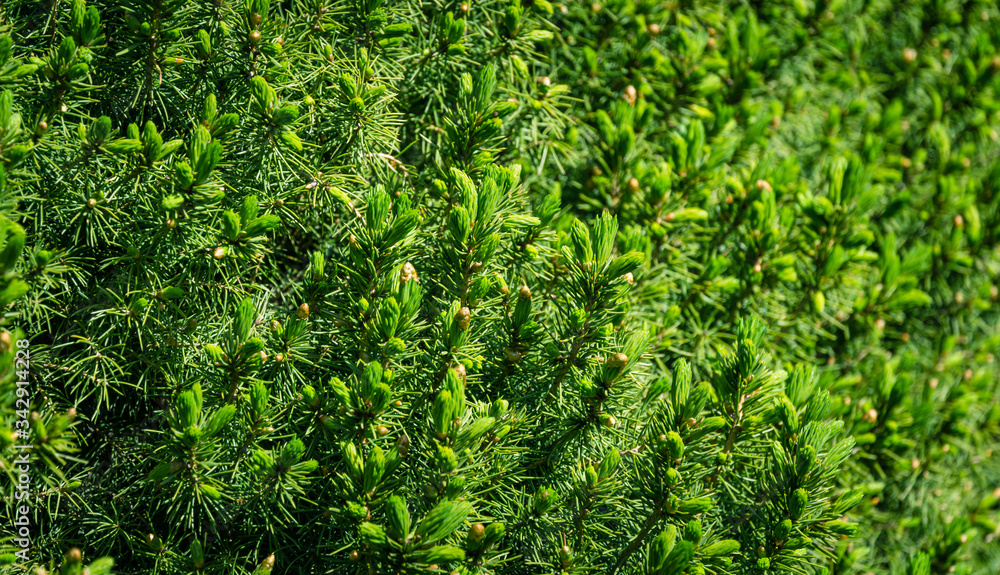 Canadian spruce Picea glauca Conica in focus on left. Close-up bright green young short needles on blurred background. Nature concept for design. Place for your text. Selective focus